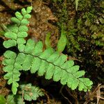 Adiantum diaphanum ശീലം