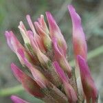 Astragalus incanus Flower
