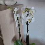 OidentifieradBlomma