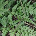 Asplenium adiantum-nigrumFrunză