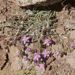 Spergularia fimbriata Buveinė