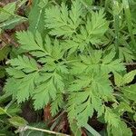 Dicentra formosa Blad