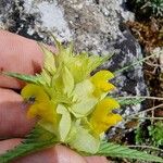 Rhinanthus minor Flors