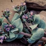 Mertensia maritima Leaf