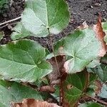 Epimedium alpinum Fuelha