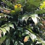 Berberis japonica Leaf