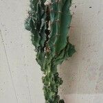 Cereus jamacaru List