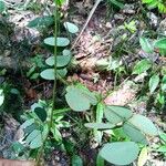 Mimosa guilandinae Leaf