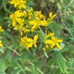 Hypericum hirsutum 花