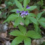 Cardamine pentaphyllos Fiore