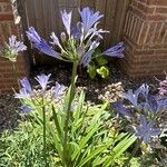 Agapanthus africanusFlower