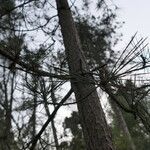 Pinus thunbergii Kůra