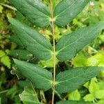 Mahonia aquifolium Folla