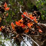 Butea monosperma Floare