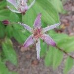 Tricyrtis formosana Flor