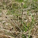 Schoenus nigricans Blüte
