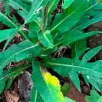 Cirsium heterophyllum Лист