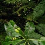 Bourreria costaricensis 花