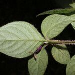 Justicia brenesii Flor
