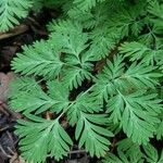 Dicentra canadensis Blatt