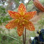 Fritillaria gentneri പുഷ്പം