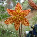 Fritillaria gentneri Цветок