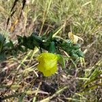 Oenothera parvifloraÇiçek