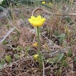 Ranunculus paludosus Habit