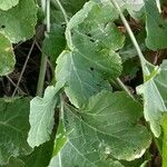 Crambe cordifolia Листок