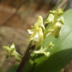 Polystachya odorata Flower