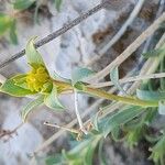 Euphorbia heteradena Blodyn
