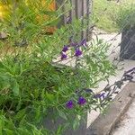 Salvia coahuilensis Flor