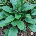 Teucrium scorodonia Blatt