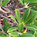 Rhododendron insigne Leaf