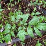 Actaea racemosa Blatt