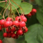 Crataegus succulenta Fruit