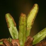 Grammitis wooroonooran Leaf