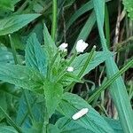 Epilobium roseum Flors