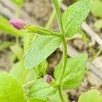 Centaurium pulchellum Ліст