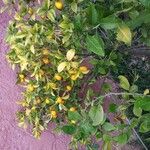 Citrus japonica फल