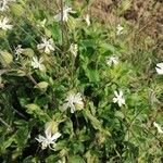 Silene latifoliaFiore