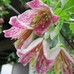 Clematis cirrhosaЦвят