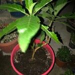 Brugmansia × candida Leaf