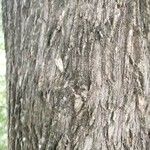 Melaleuca alternifolia Bark