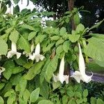 Brugmansia suaveolens Liść