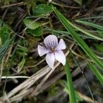 Viola palustris ফুল