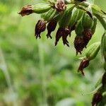 Epipactis helleborineFrukt