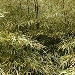 Phyllostachys aurea Hoja