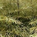 Phyllostachys aurea 葉