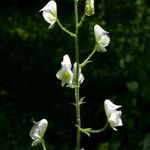 Aconitum columbianum Hábito